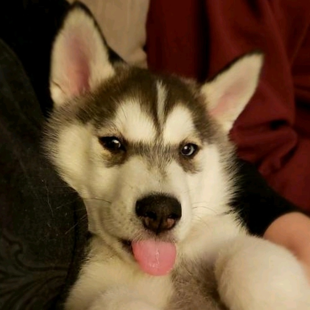 Meet your Posher, Anna